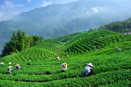 Taiwan tea tour package, Bagua Tea Plantation